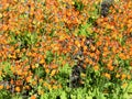 Primula chungensis orange flowers in a garden