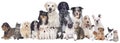 Big group of pets Royalty Free Stock Photo