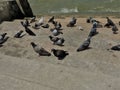 Big group of pigeons, walking on ground.Crowd of pigeon on the walking street.pigeons spread diseases.How do pigeons spread Royalty Free Stock Photo