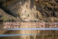 Big Group of Pink Lesser Flamingo at Lake Natron, Tanzania, Africa