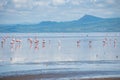 Big Group of Pink Lesser Flamingo at Lake Natron, Tanzania, Africa