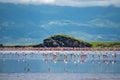 Big Group of Pink Lesser Flamingo at Lake Natron, Tanzania, Africa