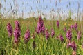 A group purple wild orchids is flowering in a wet grassland in springtime