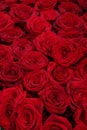 Big group of red roses