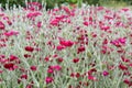 Lychnis coronaria pink flowers bloom in garden