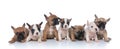 Big group of small french bulldog puppies looking to side