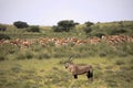 Big group Springbok, Antidorcas marsupialis, pasture, Kalahari South Africa