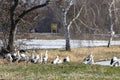 A big group of storks on a meadow next to a road at a cold day in winter next to BÃÂ¼ttelborn in Hesse, Germany. Royalty Free Stock Photo