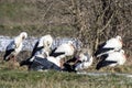 A big group of storks on a meadow next to a road at a cold day in winter next to BÃÂ¼ttelborn in Hesse, Germany. Royalty Free Stock Photo