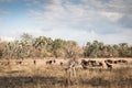 Big group of waterbuck in the savanna of Gorongosa National Park Royalty Free Stock Photo