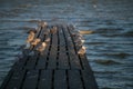 A big group of white big sea gulls at the shore of Razim Lake from Danube Delta in Romania Royalty Free Stock Photo