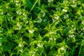 Big group of white dead nettle plants in bloom, common wild plant specie from Eurasia Royalty Free Stock Photo