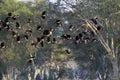 White faced whistling duck Royalty Free Stock Photo