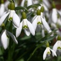 The blossoming galanthus in a square.