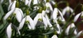 Panorama with flowers of a galanthus.