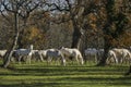 Big group of white horses grazing in the forest Royalty Free Stock Photo