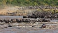 Big group of wildebeest crossing the river Mara