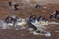 Big group of wildebeest crossing the river Mara