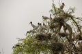 Young Wood Storks in a branched tree with nests, Pantanal Wetlands, Mato Grosso, Brazil