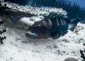 Big grouper fish on a coral reef in the Indian Ocean Royalty Free Stock Photo