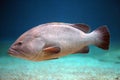 Big grouper swimming Royalty Free Stock Photo