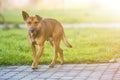 Big grown-up old smart stray yellow dog looking in camera standing alone on empty paved street on bright sunny blurred copy space Royalty Free Stock Photo