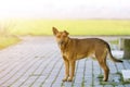 Big grown-up old smart stray yellow dog looking in camera standing alone on empty paved street on bright sunny blurred copy space Royalty Free Stock Photo