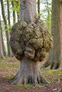 Big growth on a tree trunk Disease of a tree bark Royalty Free Stock Photo