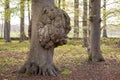 Big growth on a tree trunk Disease of a tree bark Royalty Free Stock Photo