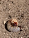 Large Beetle Grub on Soil Surface Showing Distinctive Reddish Head and Mandibles Royalty Free Stock Photo