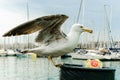 Big gull with a yellow beak