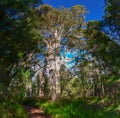 Big gum tree in south western australia