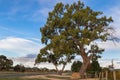 Big gum trees growing along the vineyard street in Coonawarra wi