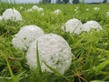 Big Hails after Hailstorm, Huge Ice Hail in Green Grass, Large Hailstone Damage, Big Ice Balls, Natural Disaster Royalty Free Stock Photo