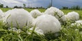 Big Hails after Hailstorm, Huge Ice Hail in Green Grass, Large Hailstone Damage, Big Ice Balls, Natural Disaster Royalty Free Stock Photo