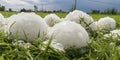 Big Hails after Hailstorm, Huge Ice Hail in Green Grass, Large Hailstone Damage, Big Ice Balls, Natural Disaster