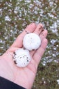 Big hailstones in man hand with hail in floor garden grass background after thunderstorm Royalty Free Stock Photo