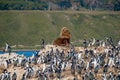 Big haired South American Sea Lion and rookery of King Cormorants at Beagle Channel islands in Patagonia, near Ushuaia, Argentina Royalty Free Stock Photo