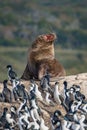 Big haired South American Sea Lion and rookery of King Cormorants at Beagle Channel islands in Patagonia, near Ushuaia, Argentina Royalty Free Stock Photo