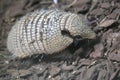 Big hairy armadillo Royalty Free Stock Photo