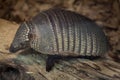 Big hairy armadillo Chaetophractus villosus Royalty Free Stock Photo