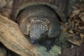 Big hairy armadillo Chaetophractus villosus Royalty Free Stock Photo