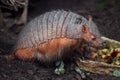 Big hairy armadillo Chaetophractus villosus Royalty Free Stock Photo