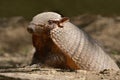 Big hairy armadillo Royalty Free Stock Photo