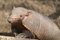 Big hairy armadillo Royalty Free Stock Photo