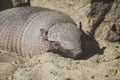 Big hairy armadillo sleeping Royalty Free Stock Photo