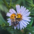 Big hairy bee on a small lilac flower