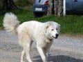 A big hairy dog walks down the street against the background of a car