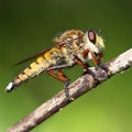 Big hairy dragonfly on a branch Royalty Free Stock Photo