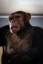 Big hairy monkey close-up Royalty Free Stock Photo